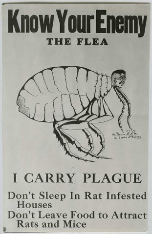 know your flea(1)